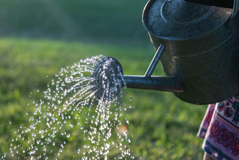 Watering Tips During Extreme Heat in Summer