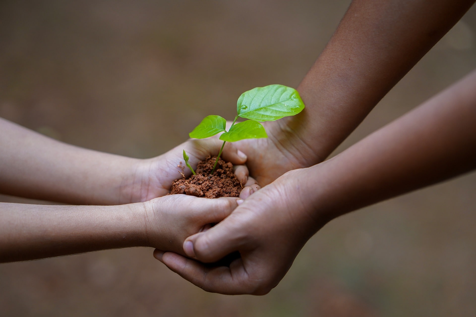 Best Environmental Charities You Should Know