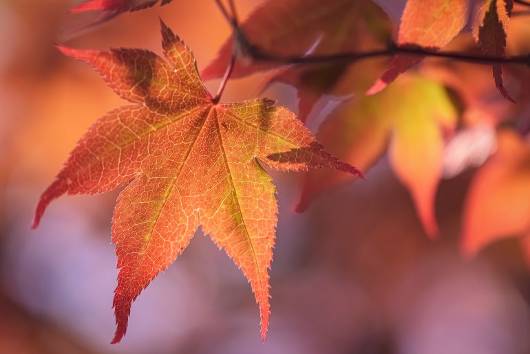 How to Grow Japanese Maples