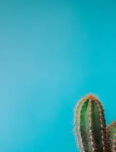 blue smoke cactus 