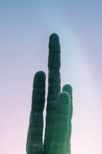 blue smoke cactus 