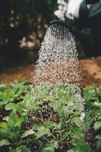 how long should soil stay wet after watering
