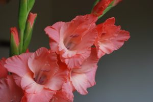 hollyhock vs gladiolus